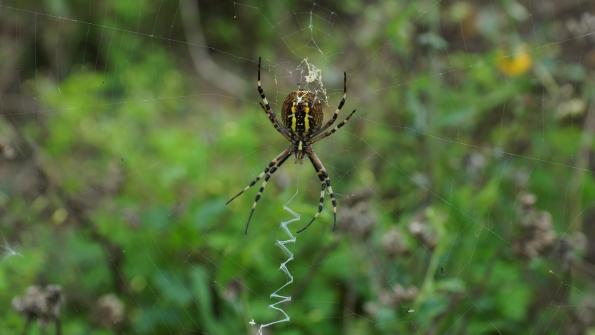 Wespenspinne im Garten