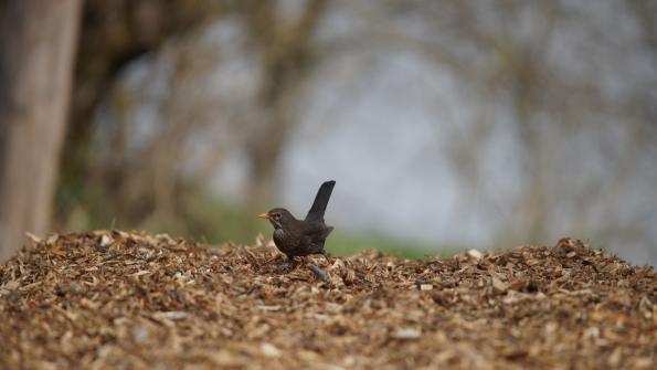 Amsel Auried Kleinbösingen