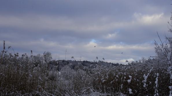 Naturschutzgebiet Auried Kleinbösingen 