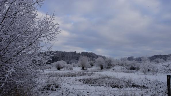 Naturschutzgebiet Auried Kleinbösingen 