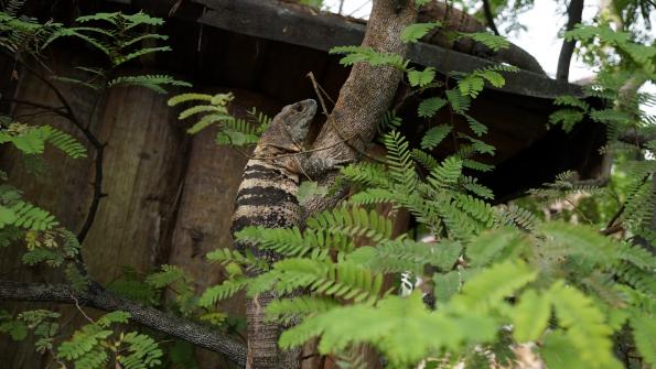 Gemeiner Schwarzleguan