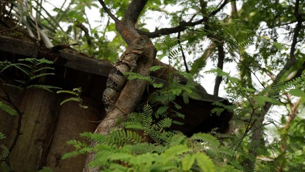 Gemeiner Schwarzleguan