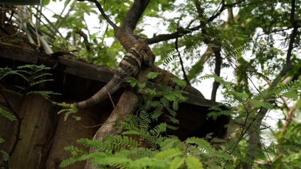 Gemeiner Schwarzleguan