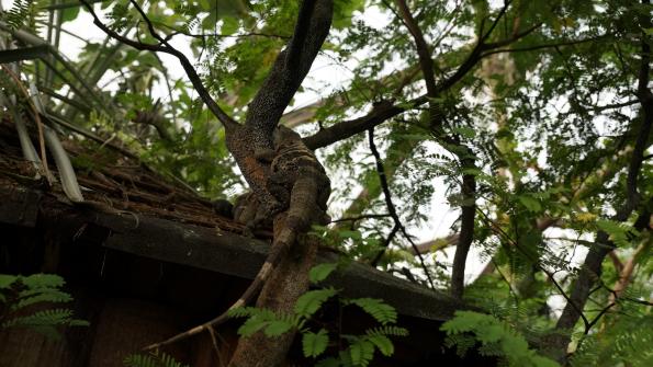 Gemeiner Schwarzleguan