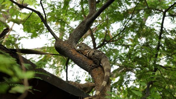 Gemeiner Schwarzleguan