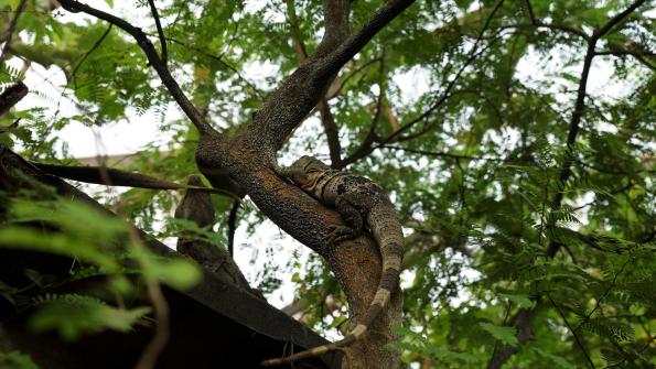 Gemeiner Schwarzleguan