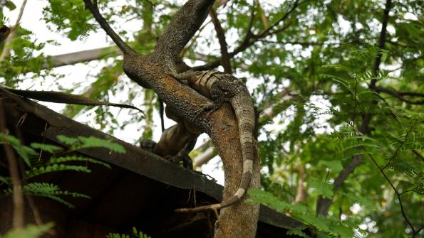 Gemeiner Schwarzleguan