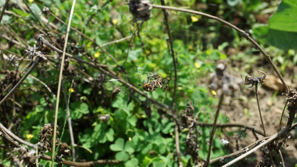 Wespenspinne im Garten