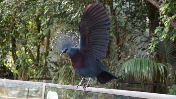 Papiliorama Kerzers