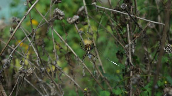 Wespenspinne im Garten