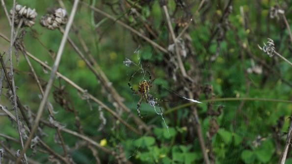 Wespenspinne im Garten