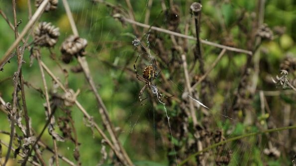 Wespenspinne im Garten