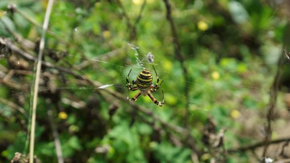 Wespenspinne im Garten