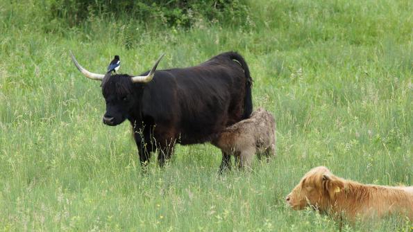 Hochlandrind mit Kalb so süss die zwei