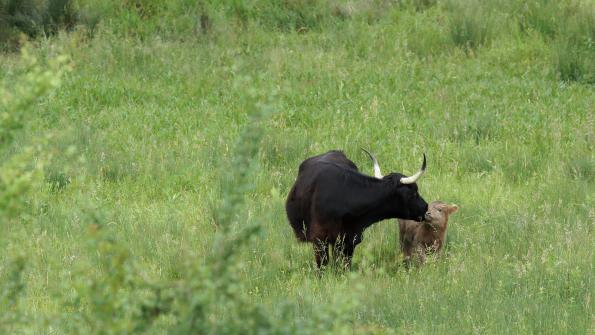 Hochlandrind mit Kalb so süss die zwei