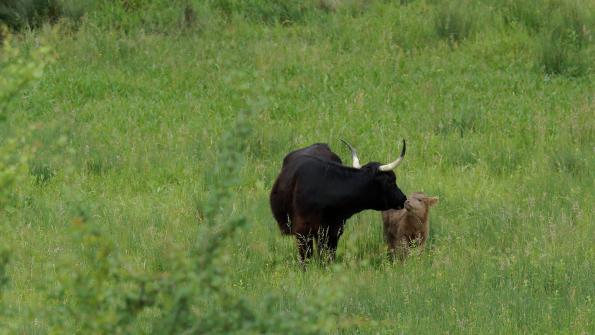 Hochlandrind mit Kalb so süss die zwei