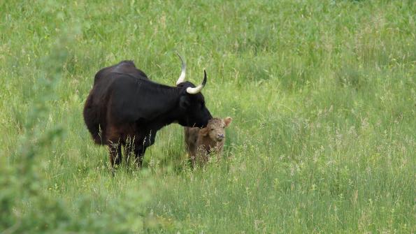 Hochlandrind mit Kalb so süss die zwei