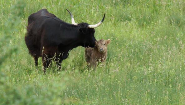 Hochlandrind mit Kalb so süss die zwei