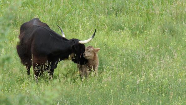 Hochlandrind mit Kalb so süss die zwei