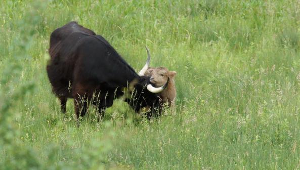 Hochlandrind mit Kalb so süss die zwei