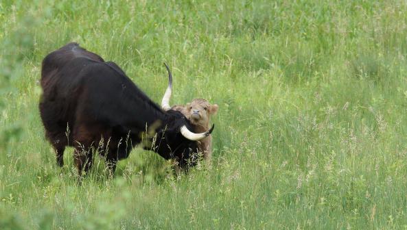 Hochlandrind mit Kalb so süss die zwei