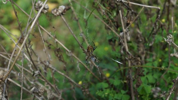 Wespenspinne im Garten