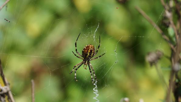 Wespenspinne im Garten