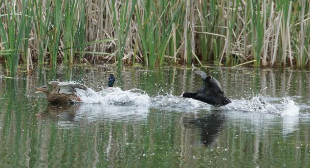 Blässhuhn vertreibt Ente im Naturschutzgebiet Auried Kleinbösingen