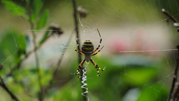 Wespenspinne im Garten