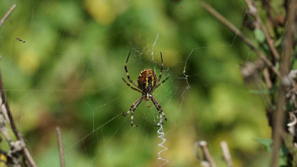 Wespenspinne im Garten