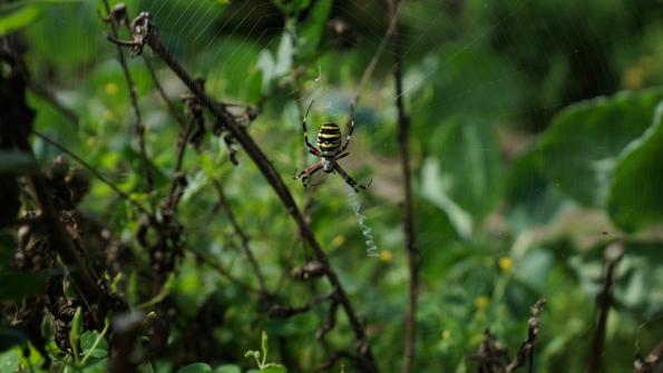 Wespenspinne im Garten