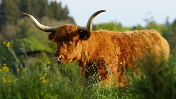 Naturschutzgebiet Auried Kleinbösingen 