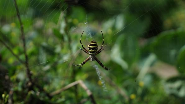 Wespenspinne im Garten