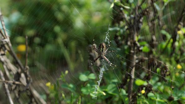 Wespenspinne im Garten