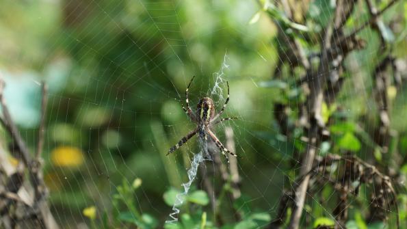 Wespenspinne im Garten