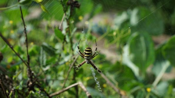 Wespenspinne im Garten