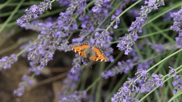 Kleiner Fuchs Schmetterling