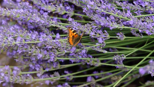 Kleiner Fuchs Schmetterling