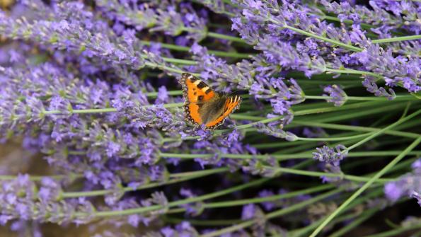 Kleiner Fuchs Schmetterling