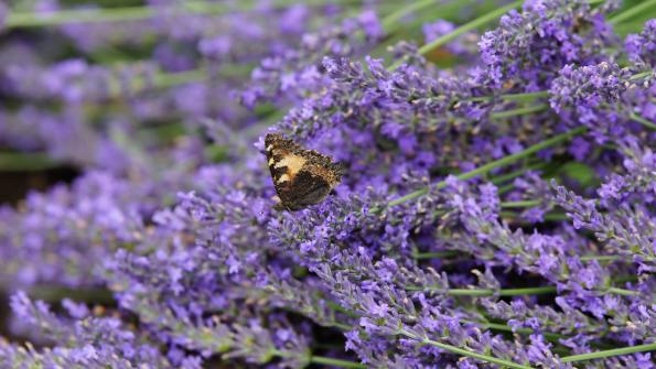 Kleiner Fuchs Schmetterling