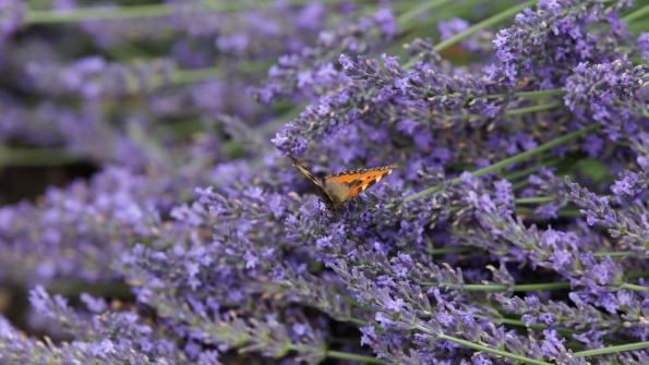 Kleiner Fuchs Schmetterling