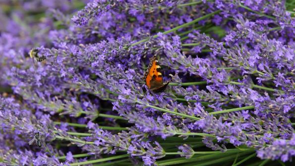 Kleiner Fuchs Schmetterling