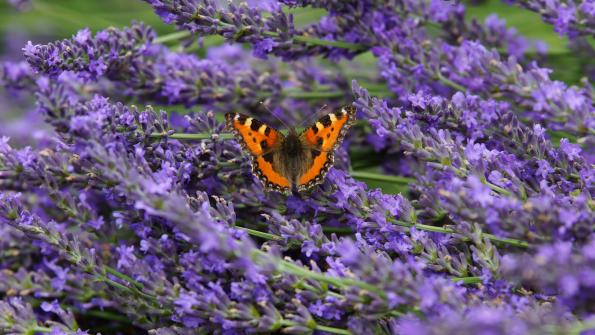 Kleiner Fuchs Schmetterling