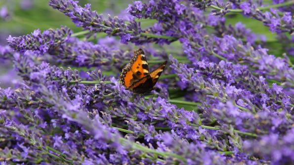 Kleiner Fuchs Schmetterling