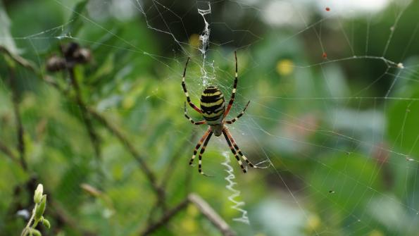 Wespenspinne im Garten