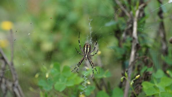 Wespenspinne im Garten