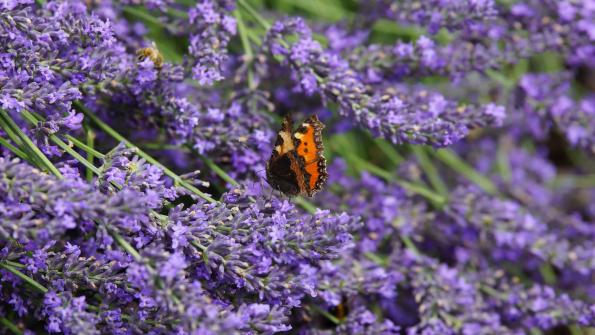 Kleiner Fuchs Schmetterling