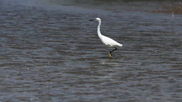 Seidenreiher
