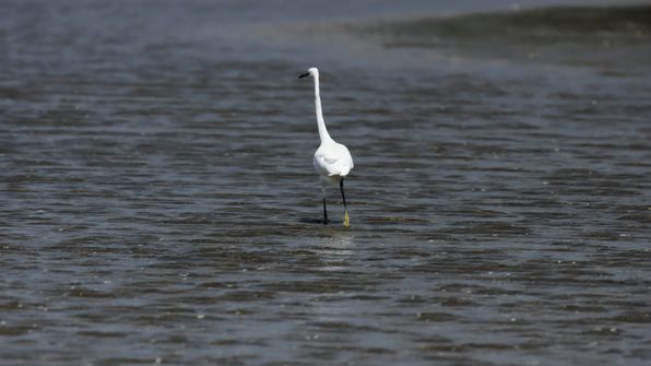 Seidenreiher
