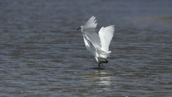 Seidenreiher